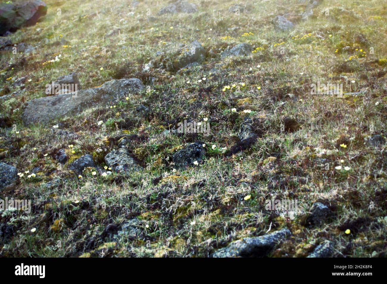 This is High Arctic. Section of tundra in between cold desert with harl, with low-growing cold-resistant vegetation. In foreground, chunky, shaggy Arc Stock Photo