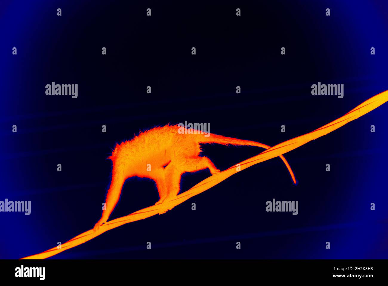 Monkey running on a wire, balancing act. Scanning the animal's body  temperature with a thermal imager Stock Photo - Alamy
