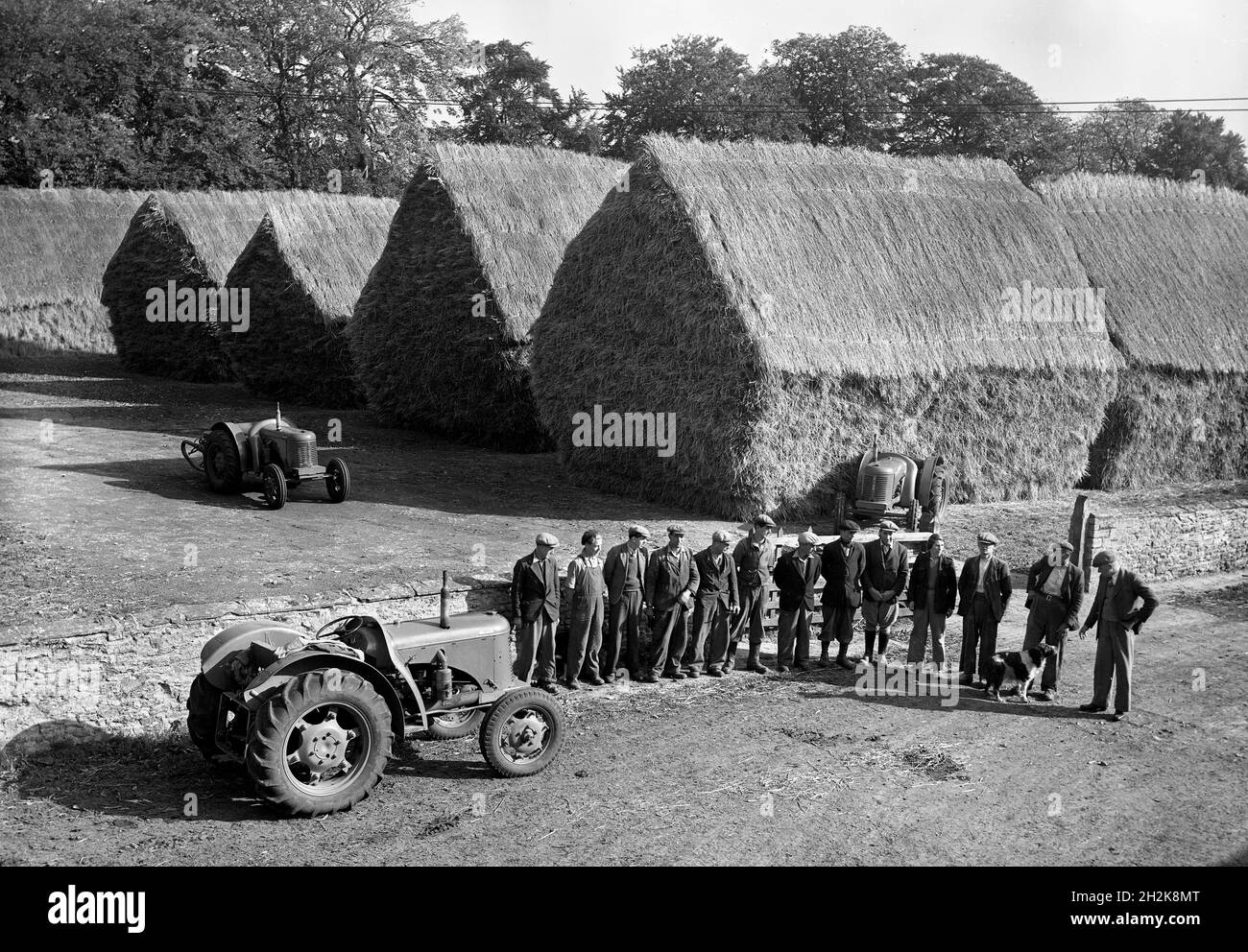Farm workers with tractors and pitched haystacks Britain 1950s Stock