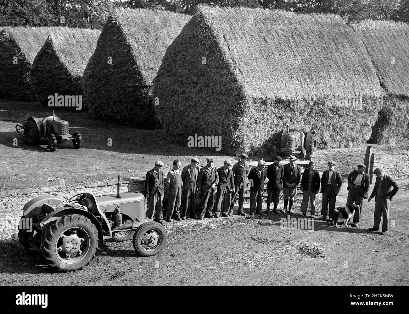 Farm workers with tractors and pitched haystacks Britain 1950s Stock Photo
