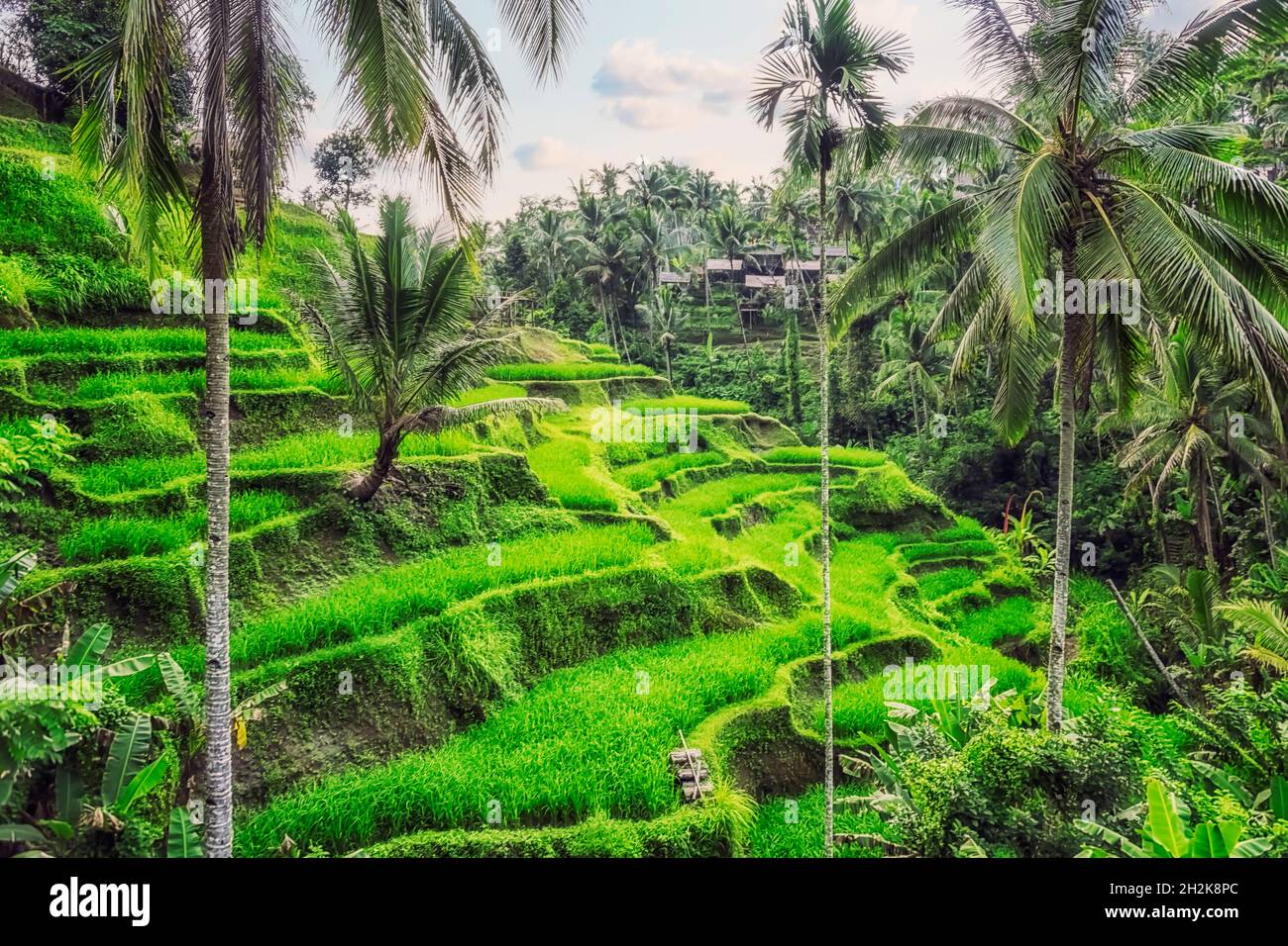 Tegalalang Indonesia Ubud Hi-res Stock Photography And Images - Alamy