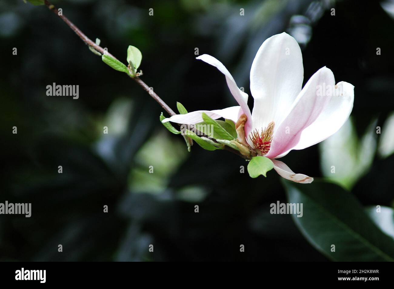 Pink Magnolia flowers grown in the park Stock Photo - Alamy
