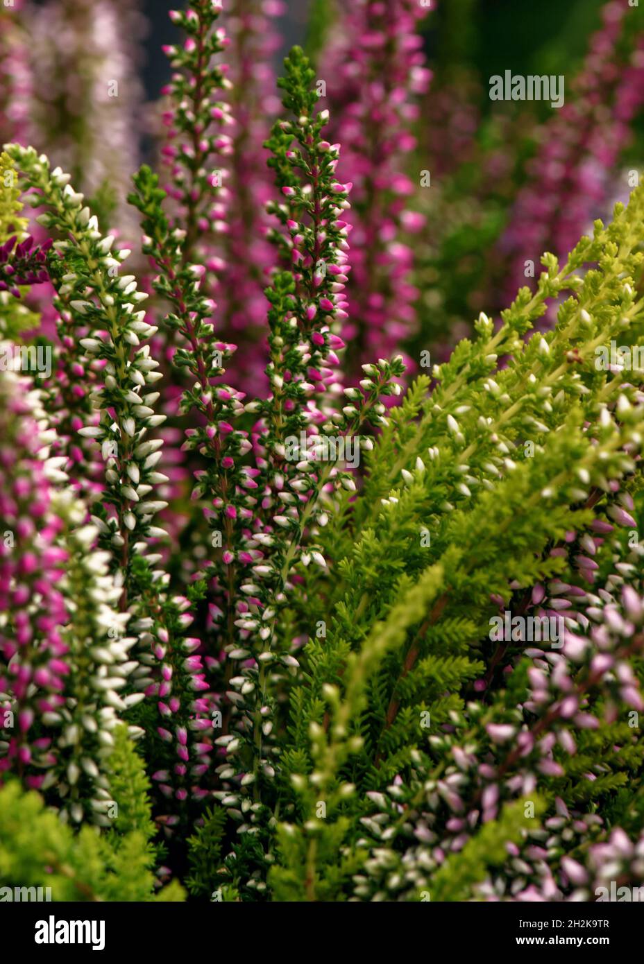 Calluna vulgaris, Ling or Erica in bloom. Vertical floral