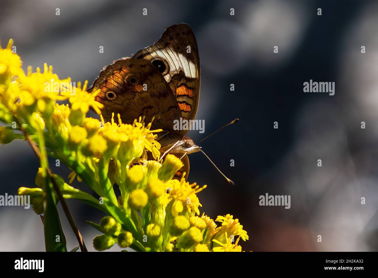 Common buckeye butterfly nectaring on seaside goldenrod during fall migration Stock Photo