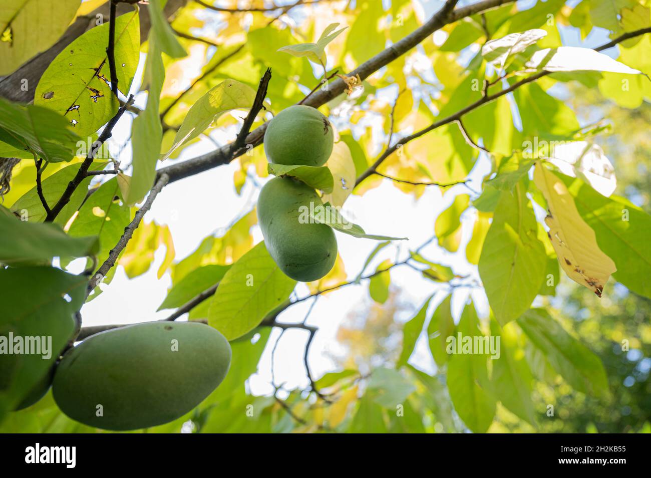 View from below of a ripening paw paw fruit growing on a tree Stock Photo Alamy
