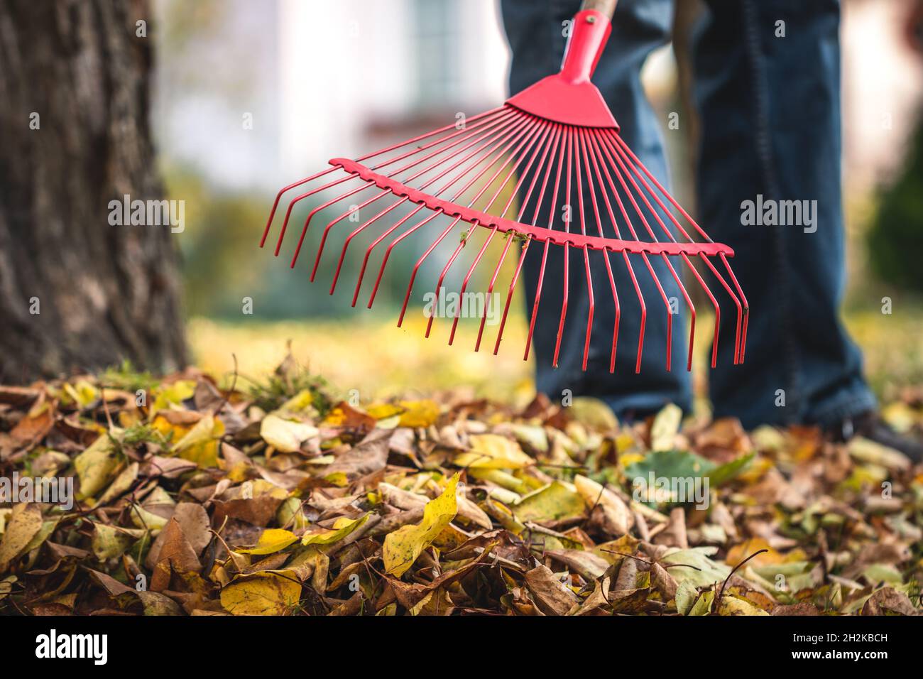 Raking leaves from lawn in garden. Rake closeup. Gardening in fall season Stock Photo