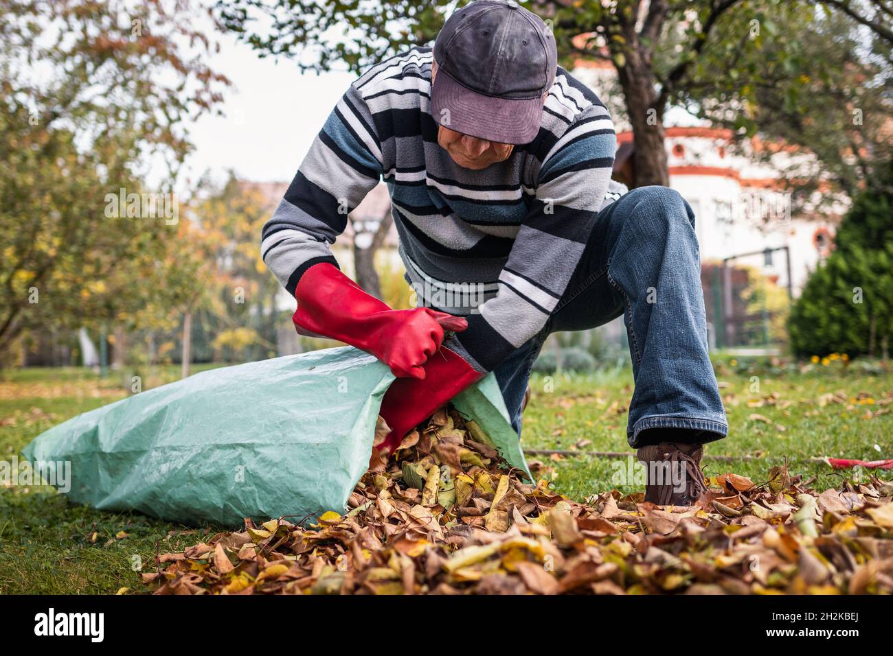 Senior man cleaning garden from fallen leaves. Raking and gardening in fall season. Putting autumn leaf into plastic bag for composting Stock Photo