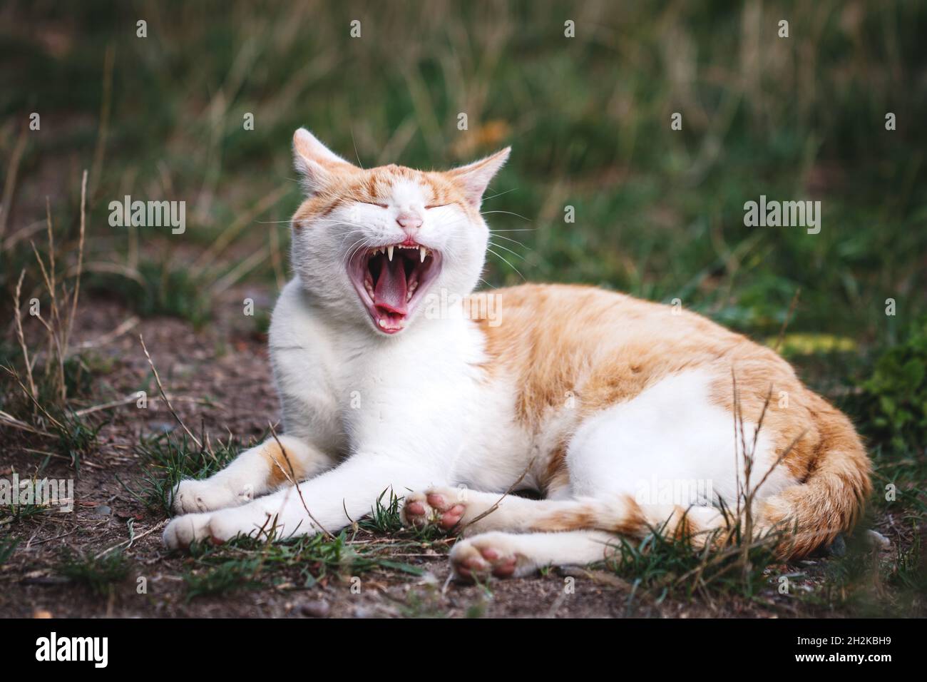 Yawning ginger tabby cat lying outdoors in grass Stock Photo