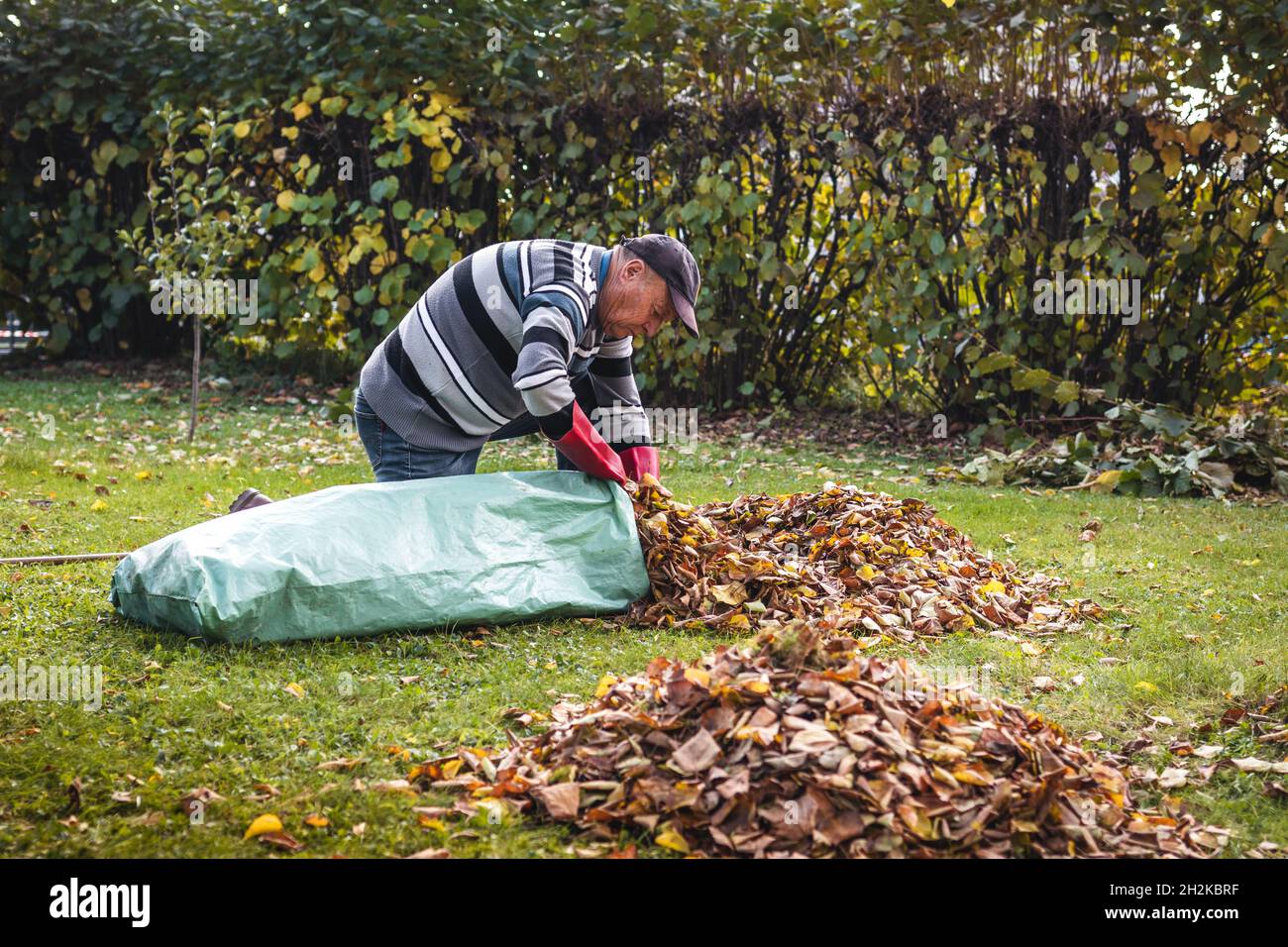 Senior man cleaning garden from fallen leaves. Raking and gardening in fall season. Putting autumn leaf into plastic bag for composting Stock Photo