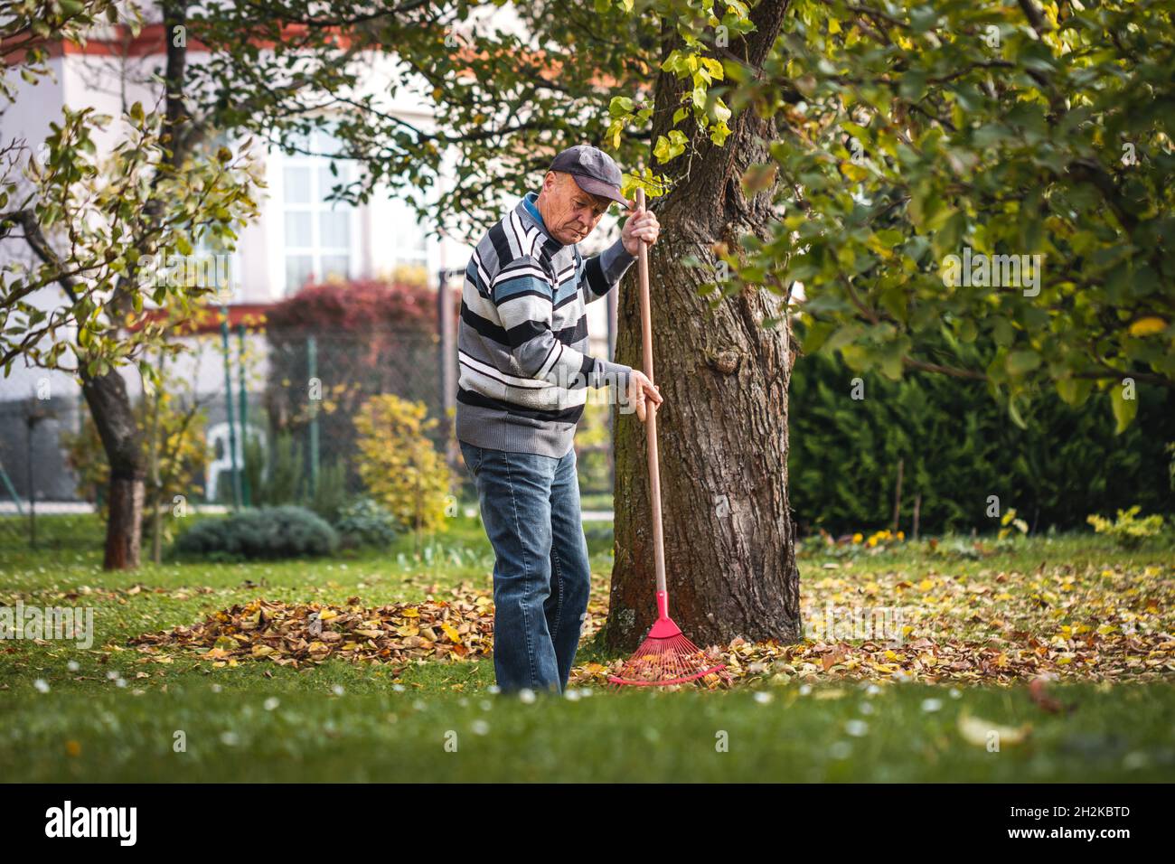 Senior man raking leaves from lawn in garden. Autumn gardening Stock Photo