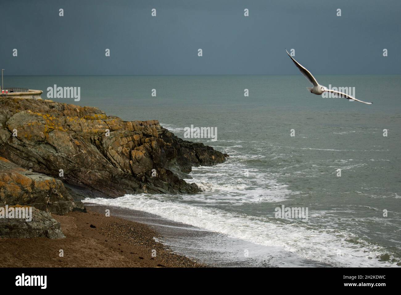 Greystones Cove on an winters day with seagull Stock Photo