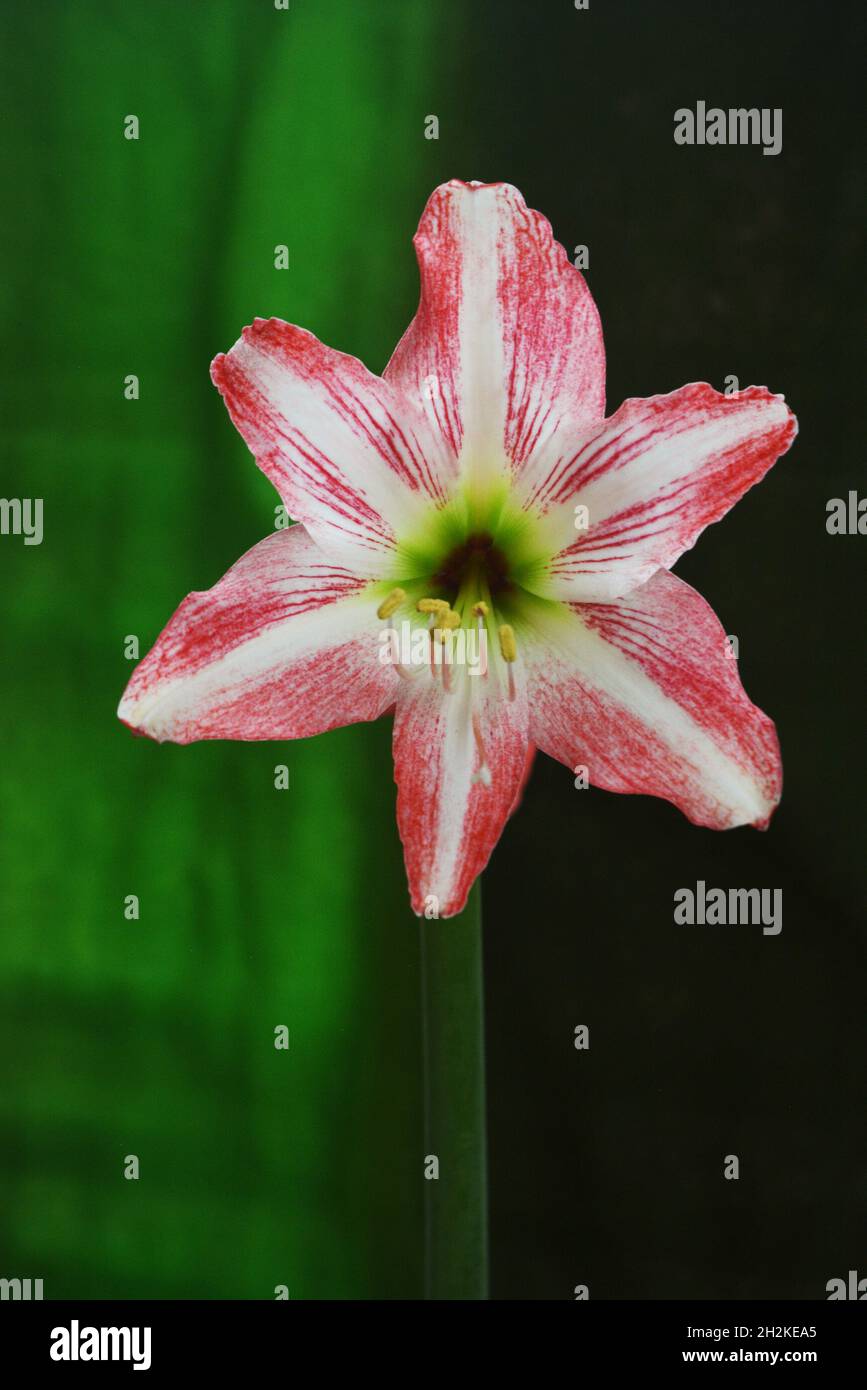 Lily flower photography Stock Photo