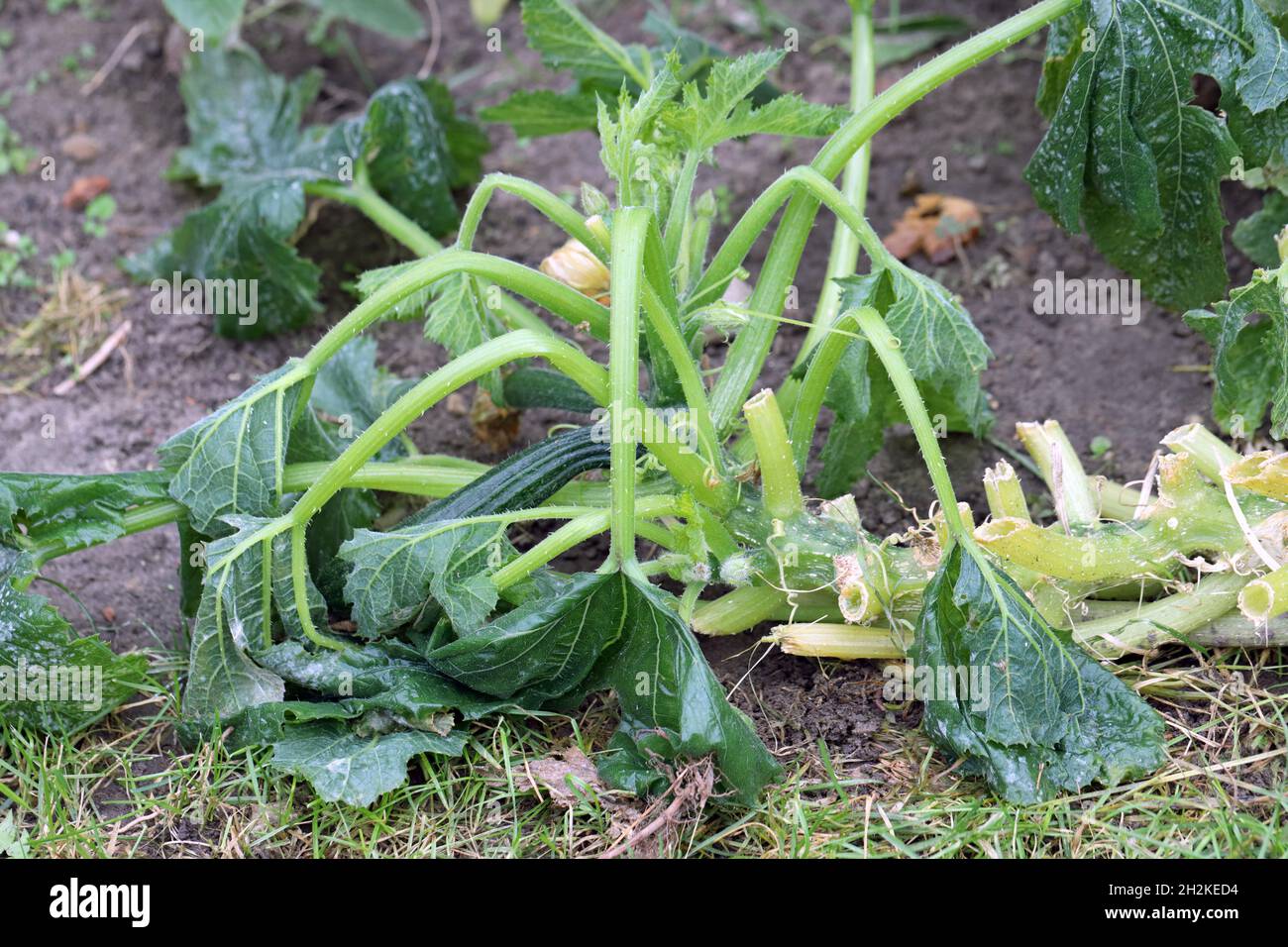 Mold on zucchini leaf, zucchini infected with disease and damaged by frost. Stock Photo
