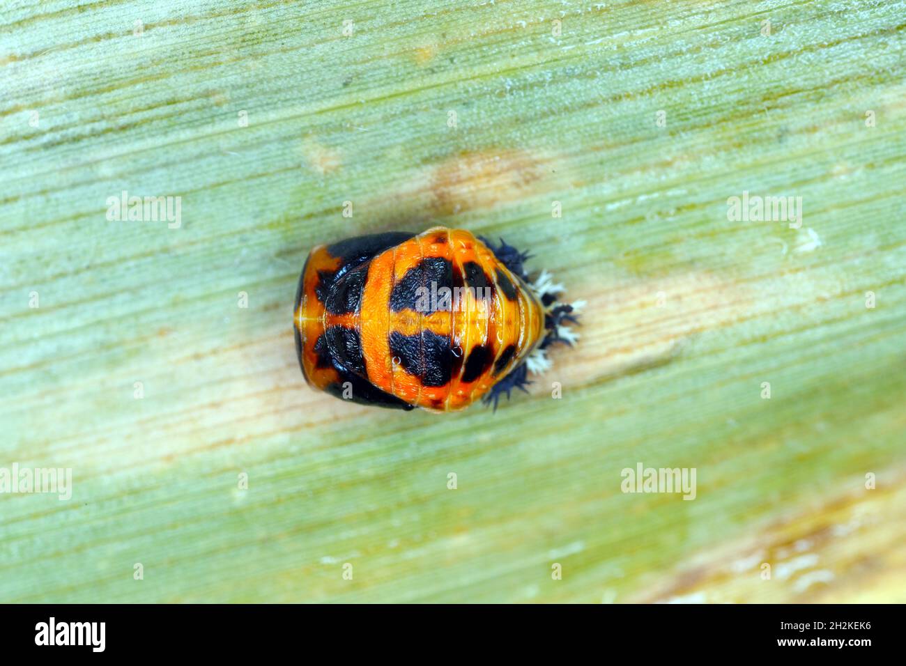 Pupa of Harmonia axyridis, most commonly known as the harlequin, multicoloured Asian, or Asian ladybeetle, is a large coccinellid beetle. Stock Photo