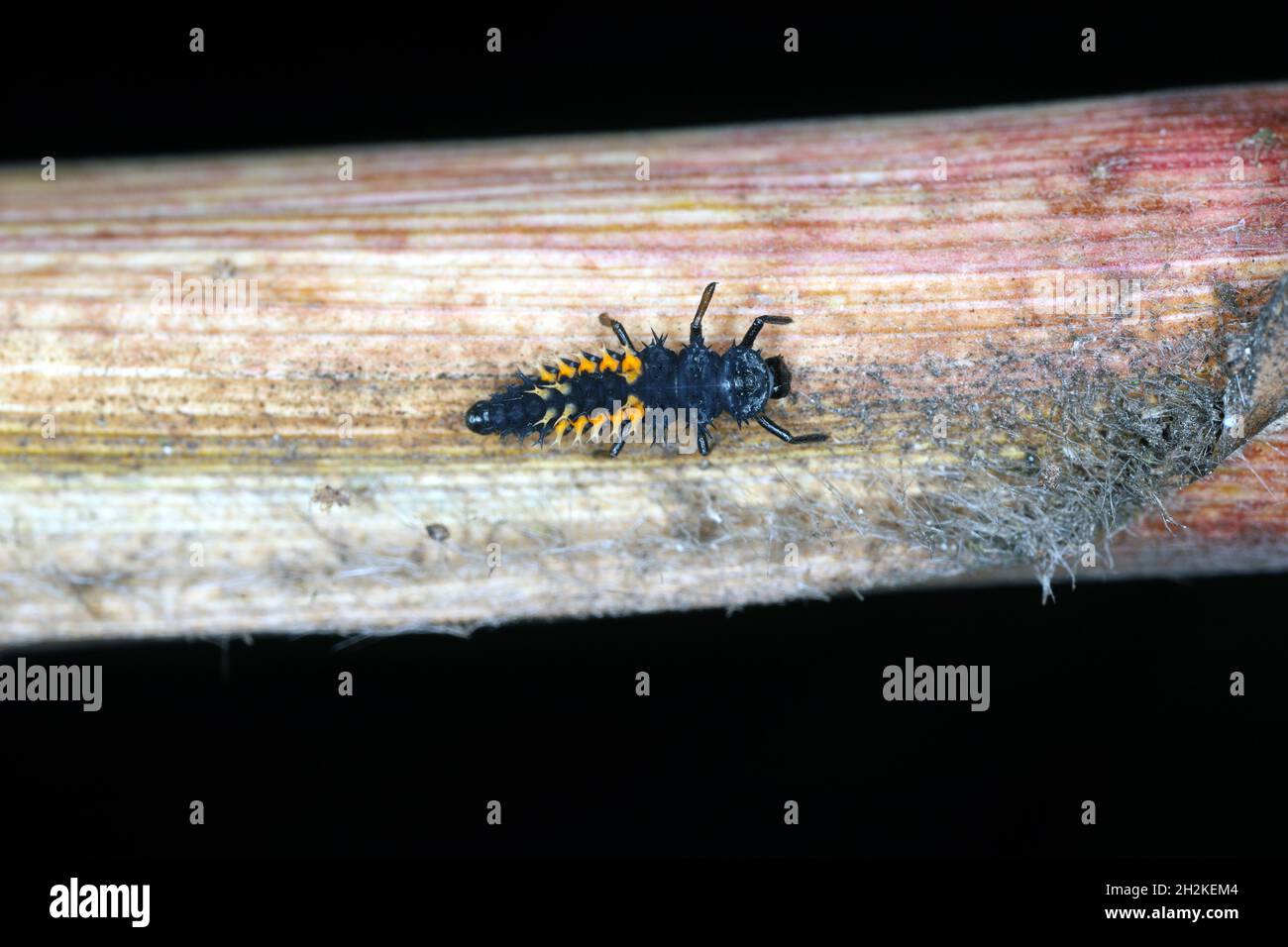 larva of Harmonia axyridis, most commonly known as the harlequin, multicoloured Asian, or Asian ladybeetle, is a large coccinellid beetle Stock Photo