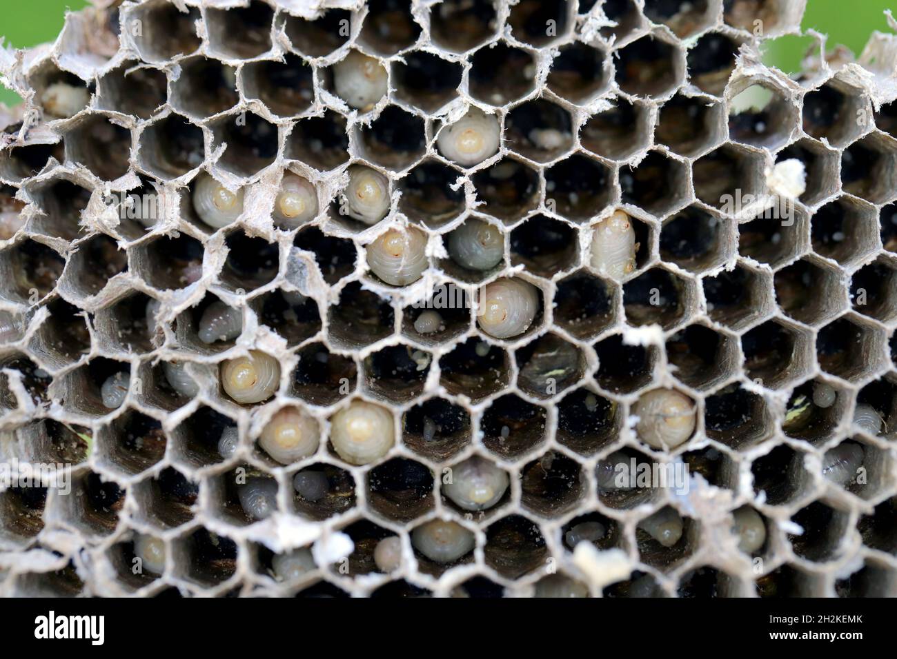 Hexagonal cells with larvae of common wasp (Vespula vulgaris). Exposed centre of wasp's nest with grubs visble, in early stages of construction Stock Photo