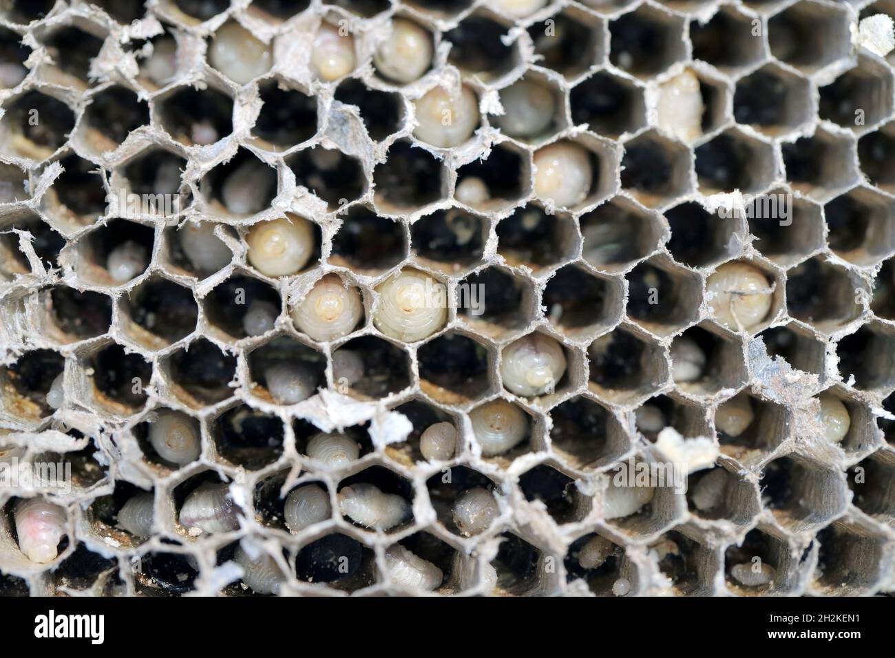 Hexagonal cells with larvae of common wasp (Vespula vulgaris). Exposed centre of wasp's nest with grubs visble, in early stages of construction Stock Photo