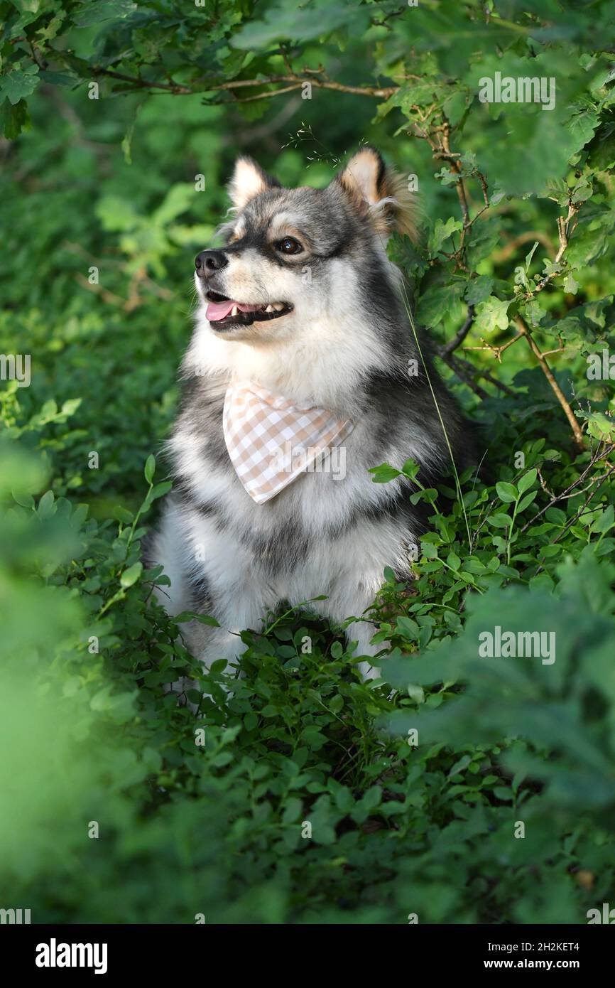Portrait of a young Finnish Lapphund dog sitting outdoors in forest or ...