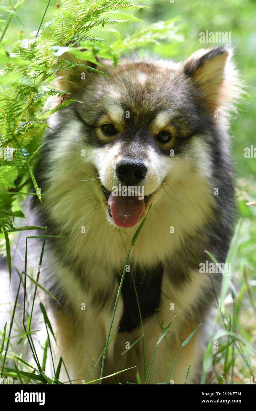 Portrait of a young Finnish Lapphund dog sitting outdoors in the forest ...