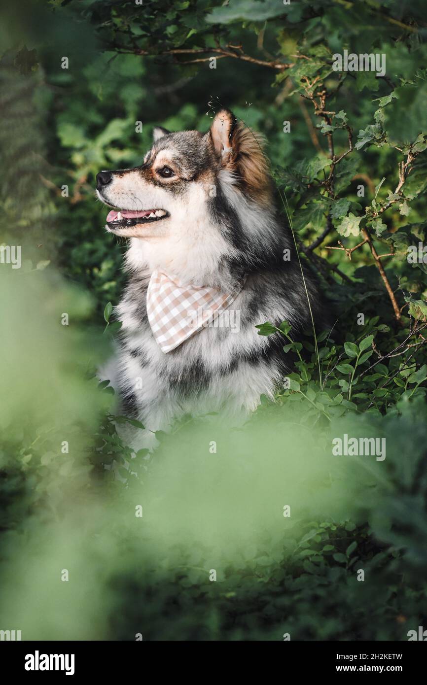 Portrait of a young Finnish Lapphund dog sitting outdoors in forest or ...
