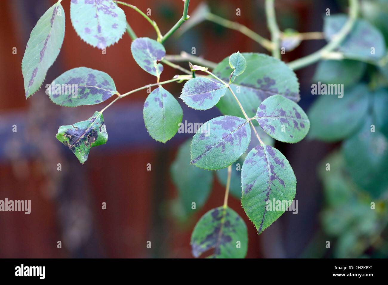 Rose black spot disease caused by fungi Diplocarpon rosae Stock Photo Alamy