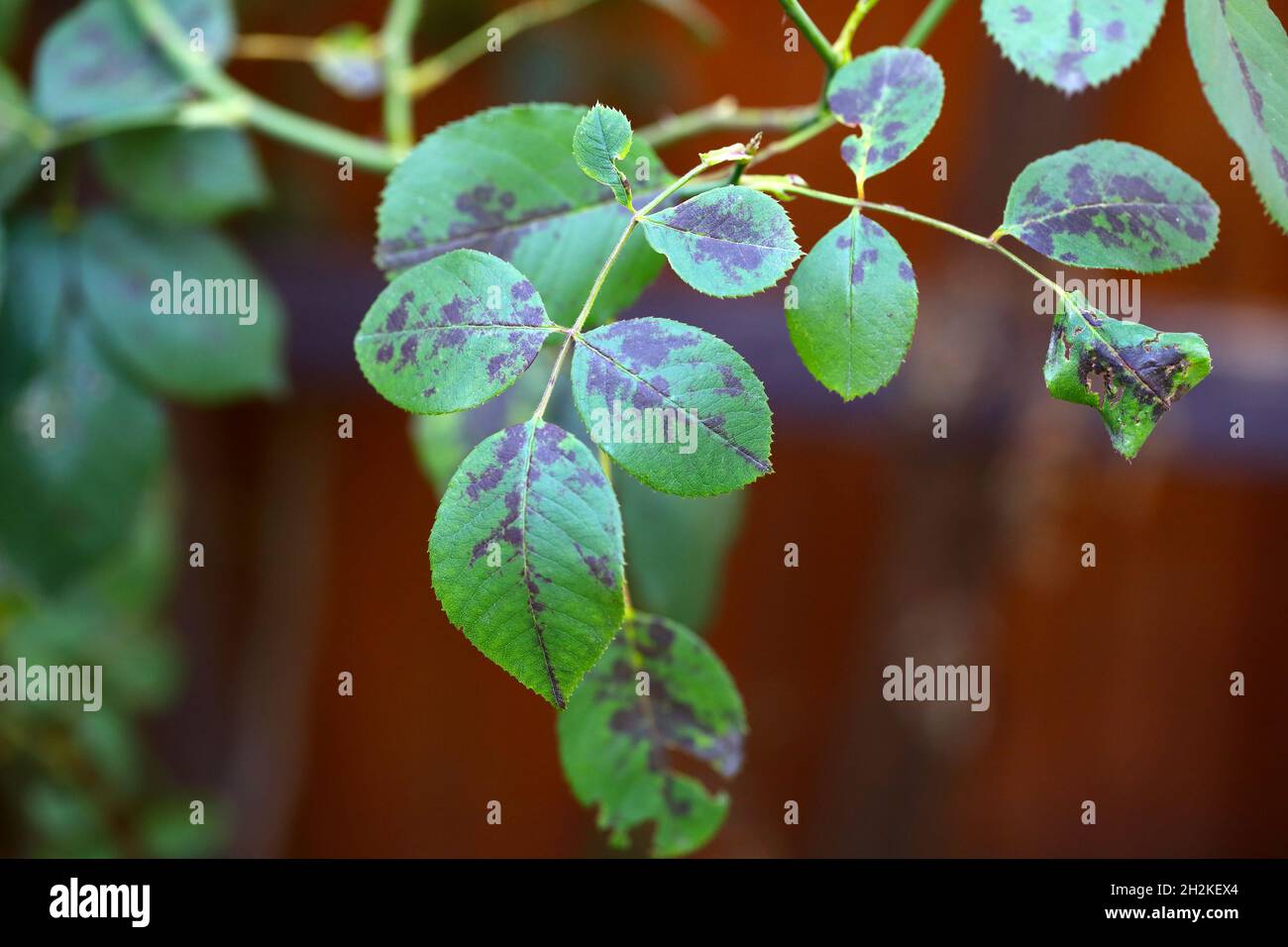 Rose black spot disease caused by fungi Diplocarpon rosae Stock Photo