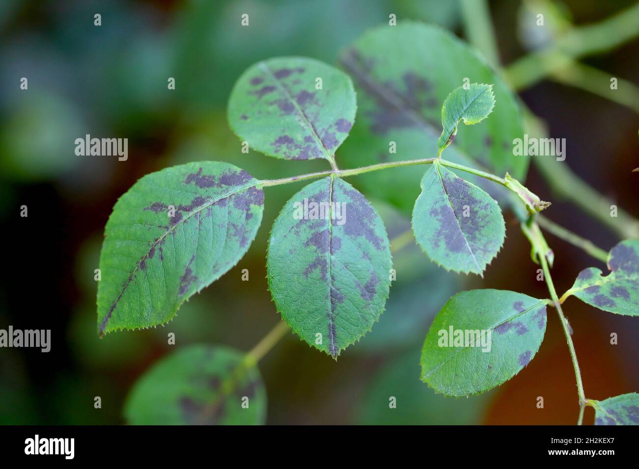 Rose black spot disease caused by fungi Diplocarpon rosae Stock Photo