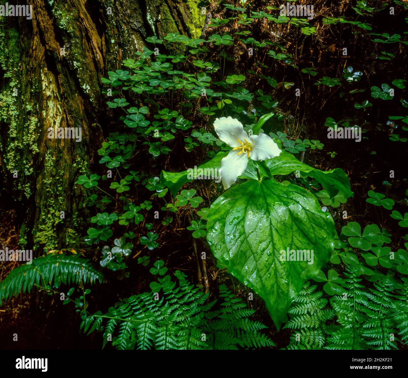 Trillium, Trillium ovatum, Redwood Trunk, Redwood National Park, California Stock Photo