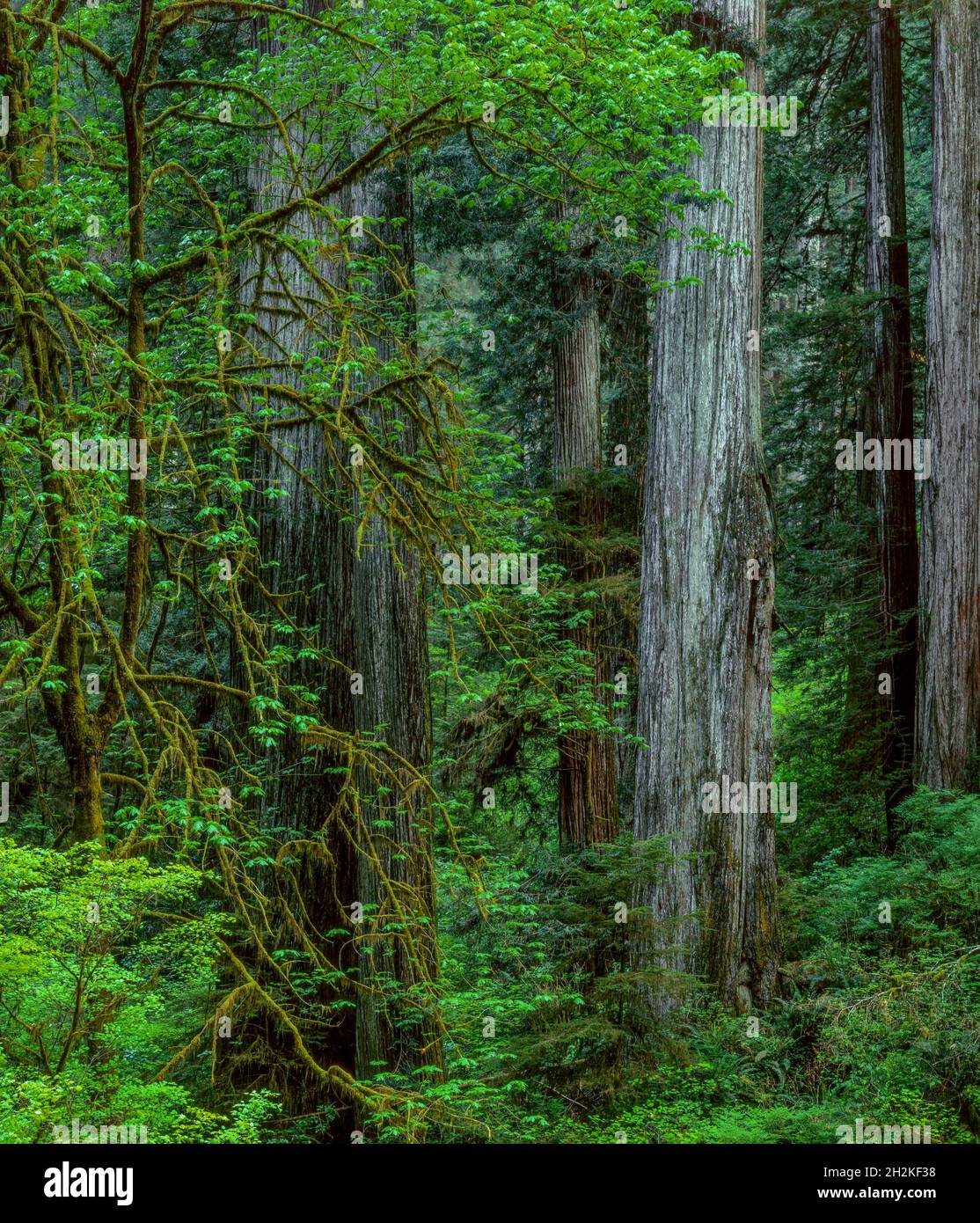 Bigleaf Maple, Redwoods, Jedediah Smith National and State Park, California Stock Photo