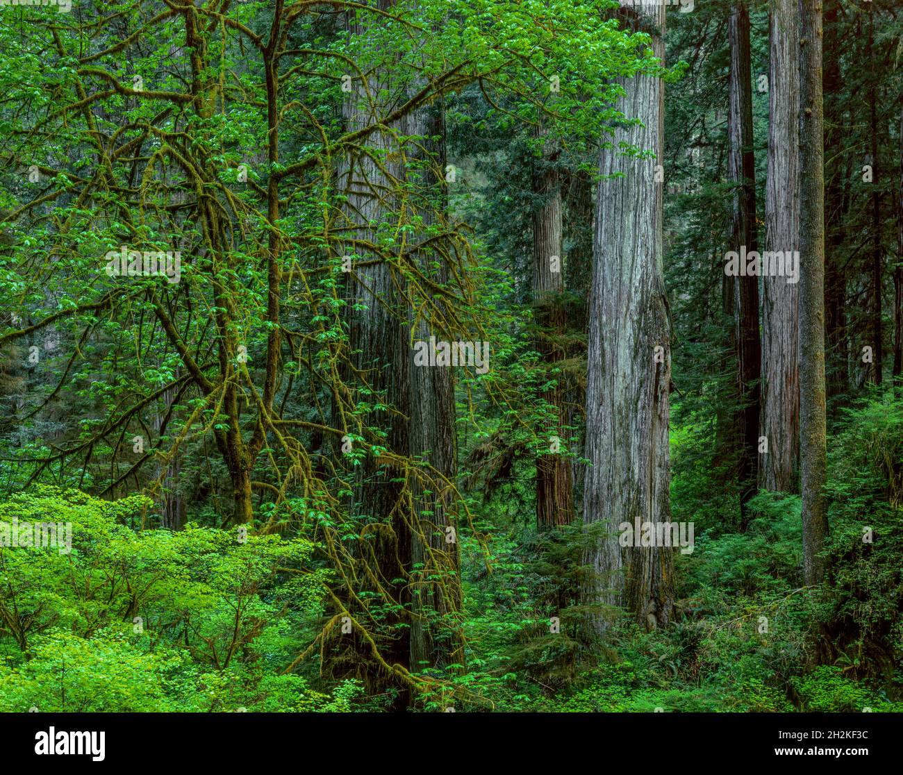 Bigleaf Maple, Redwoods, Jedediah Smith National and State Park, California Stock Photo