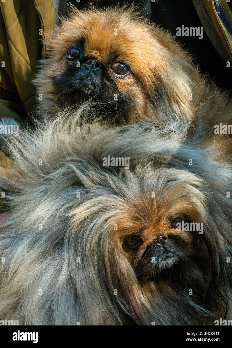 Posey and Buster, Pekingese Purebreds, Cypress Garden, Mill Valley, California Stock Photo