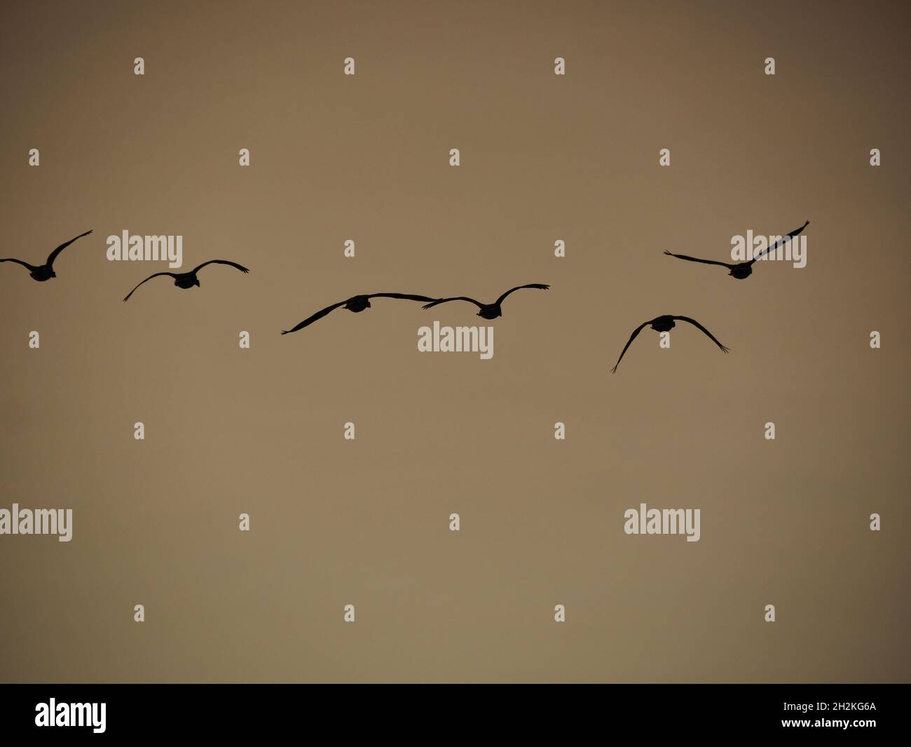 Flock of birds flying high in the sky on a gloomy day Stock Photo - Alamy