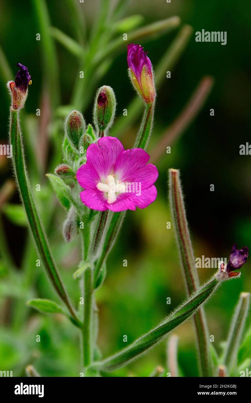 Natural and wild flowers - EPILOBIUM HIRSUTUM. Stock Photo