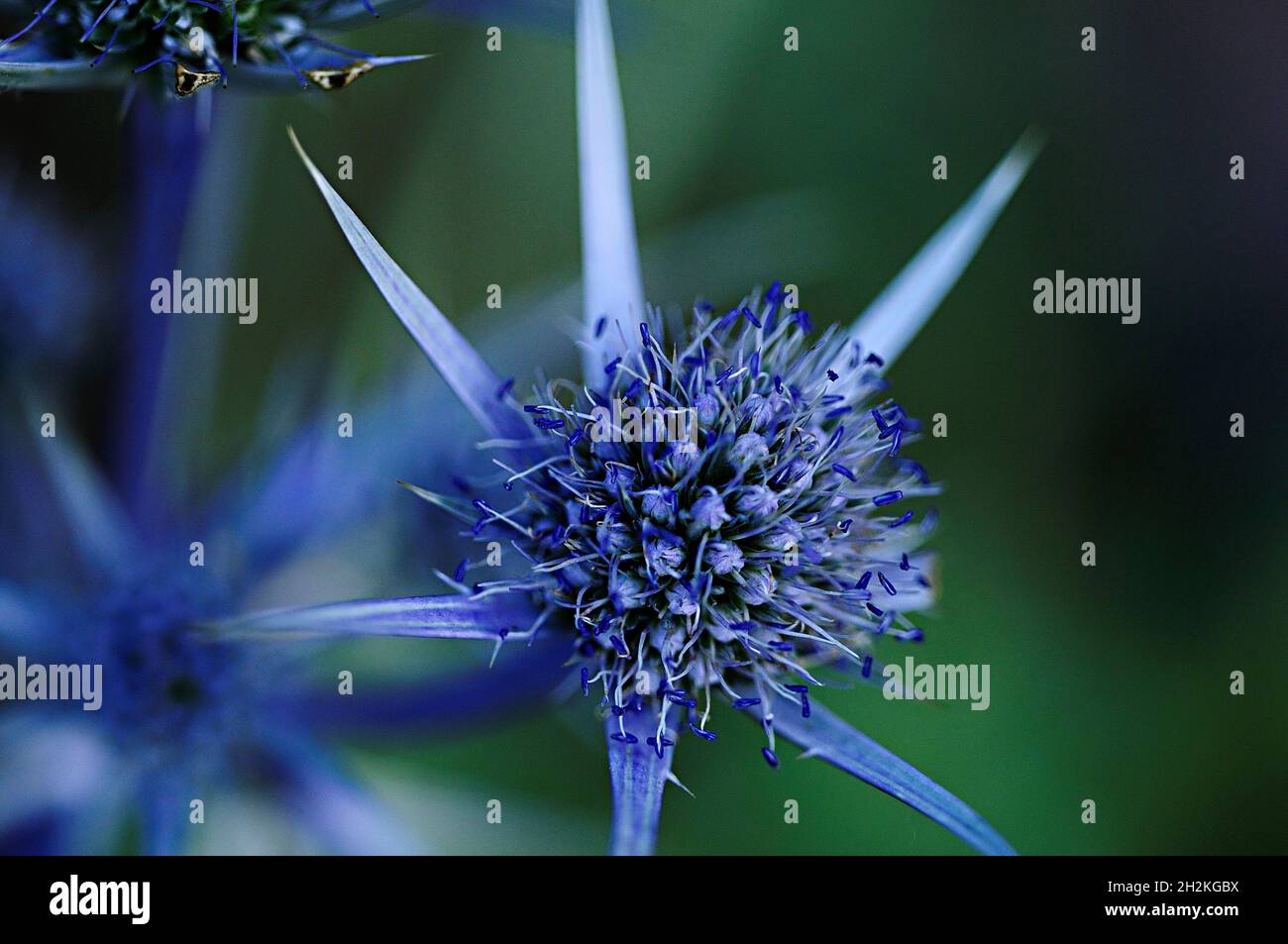 Natural and wild flowers - Eryngium bourgatii or glaciale. Stock Photo