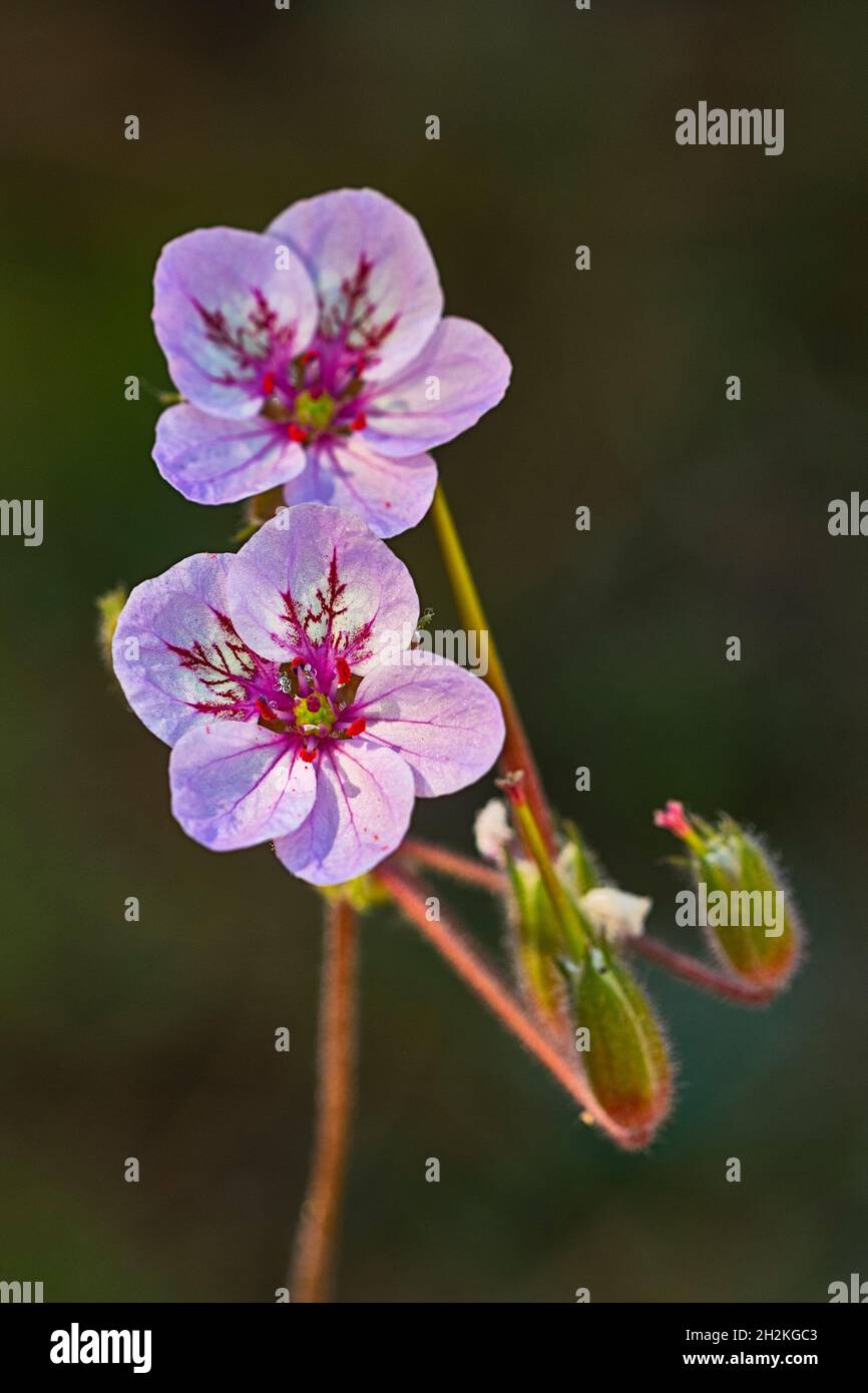 Natural and wild flowers - Erodium. Stock Photo