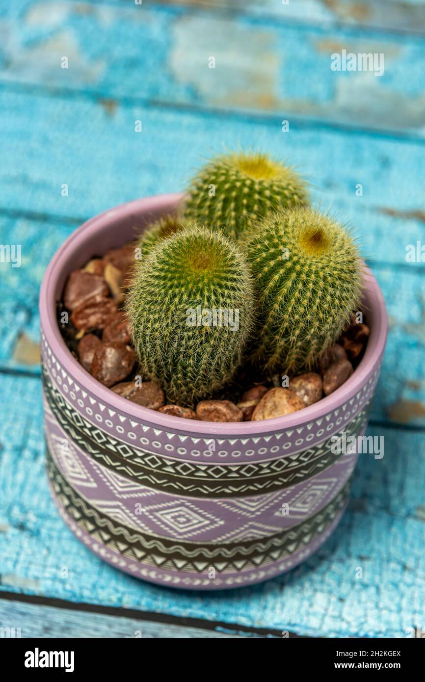 Pot with green mammillaria and yellow spikes on blue table Stock Photo