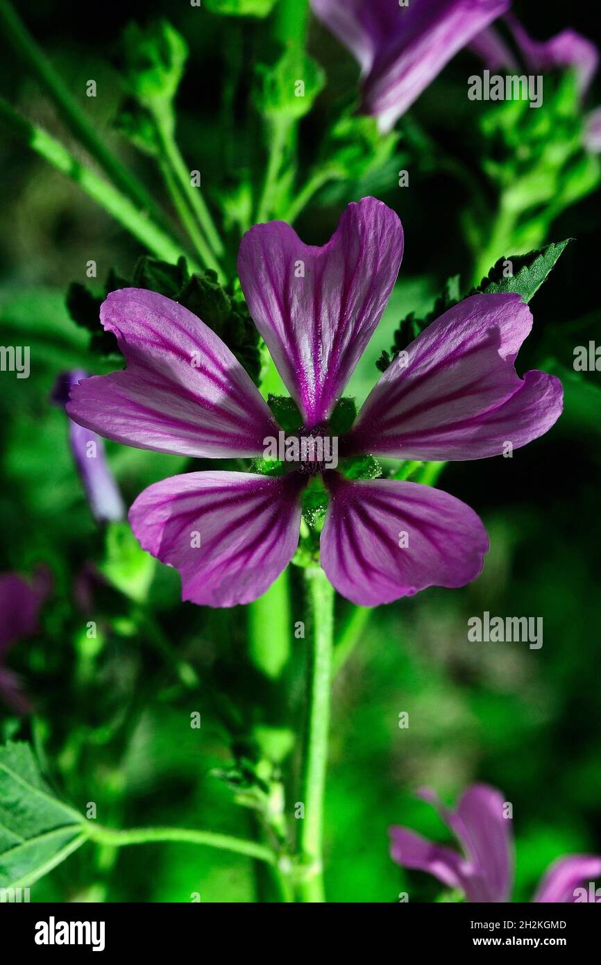 Natural and wild flowers - Malva. Stock Photo