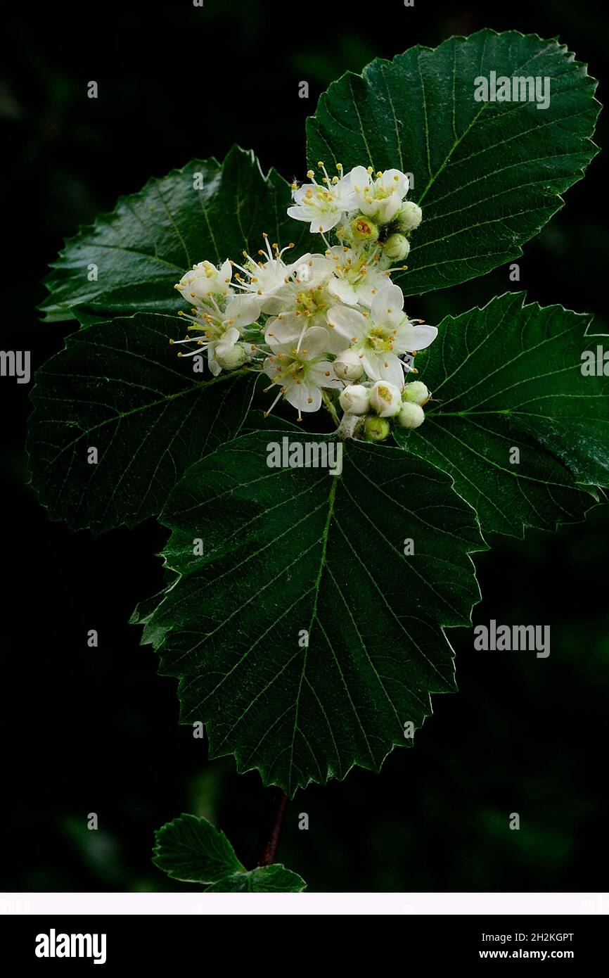 Natural and wild flowers - Sorbus aria in bloom. Stock Photo