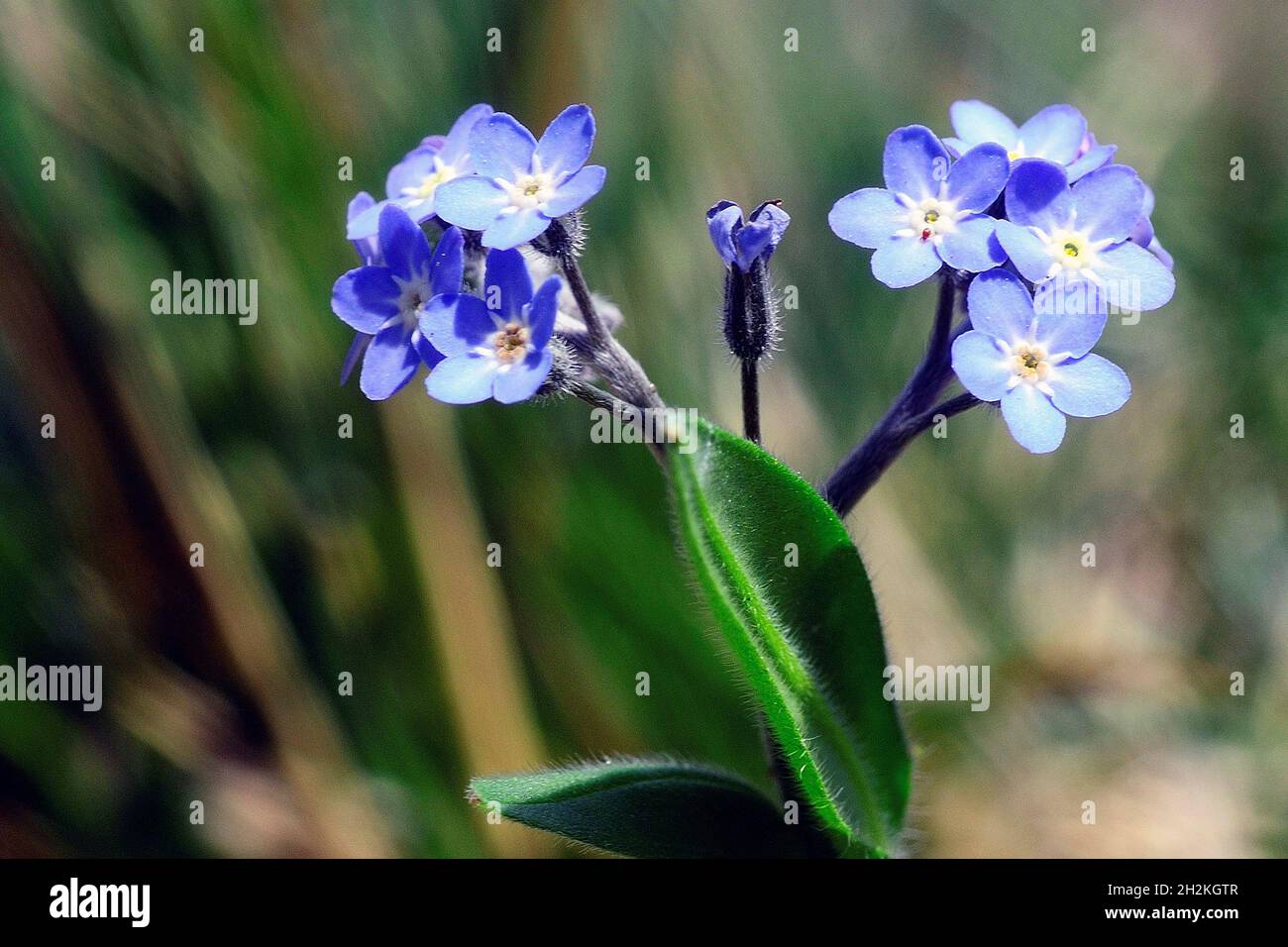 Natural and wild flowers - Myosotis or forget-me-not. Stock Photo