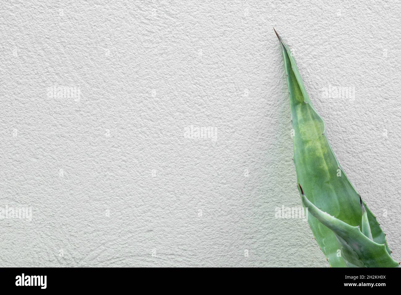Aloe vera leaf, called aloe, acíbar or Barbados aloe, among others, is ...
