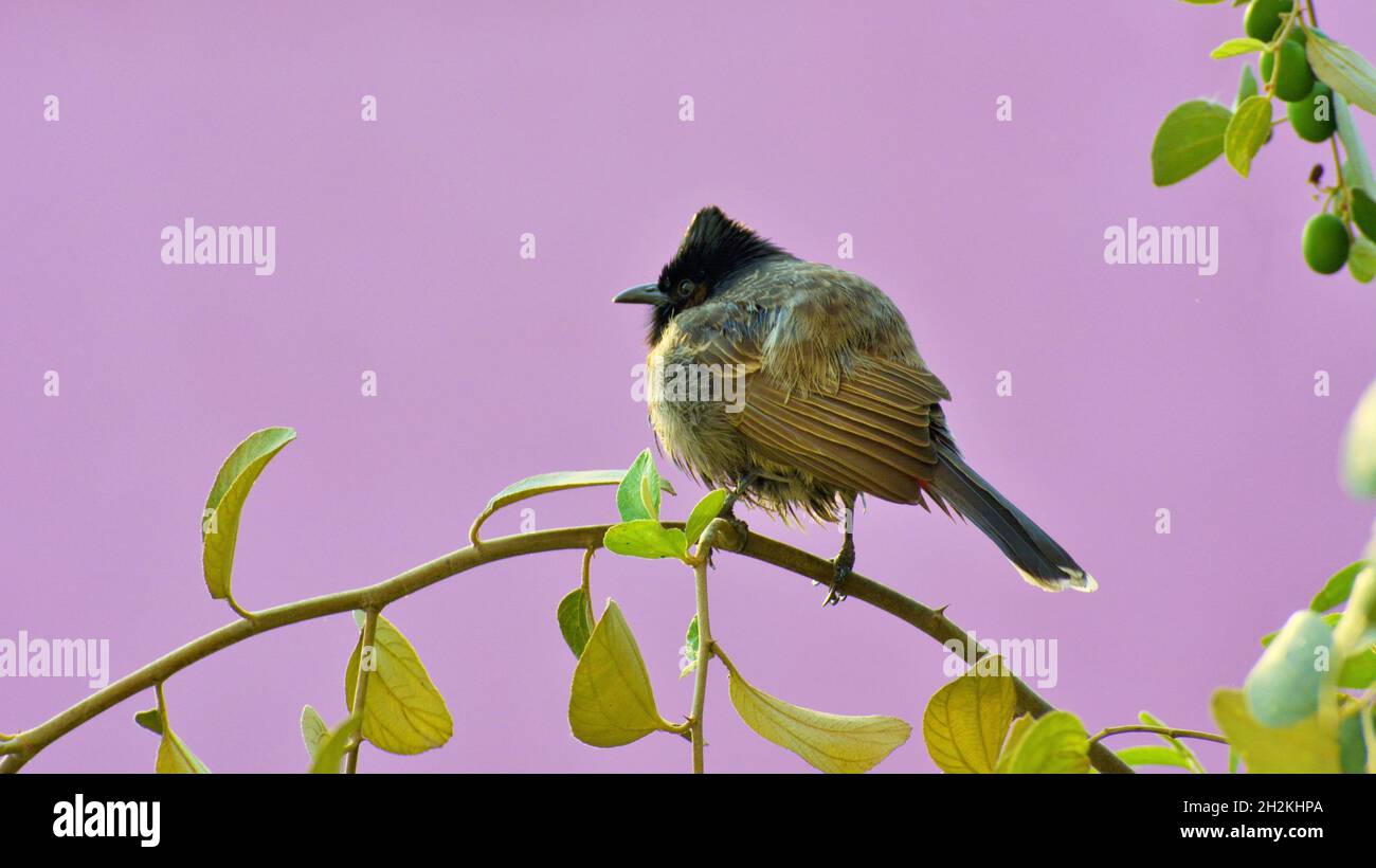 Red vented bulbul Stock Photo