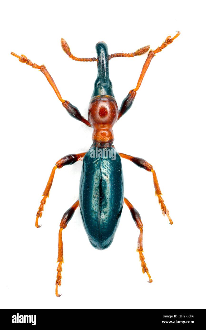 Female of sweetpotato (or sweet potato) weevil, Cylas formicarius (Fabricius) isolated on a white background. Stock Photo