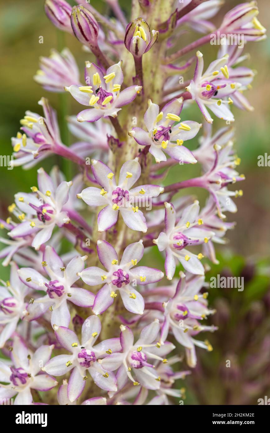 Close up of pineapple lily (eucomis comosa) flowers in bloom Stock ...