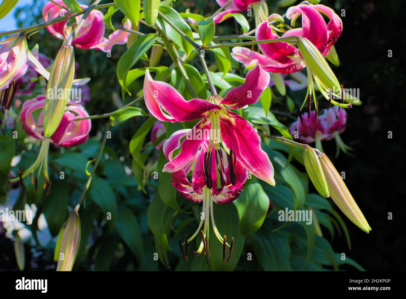 Lovely hot pink lily (Lilium martagon) in a garden in Ottawa, Ontario, Canada. Stock Photo