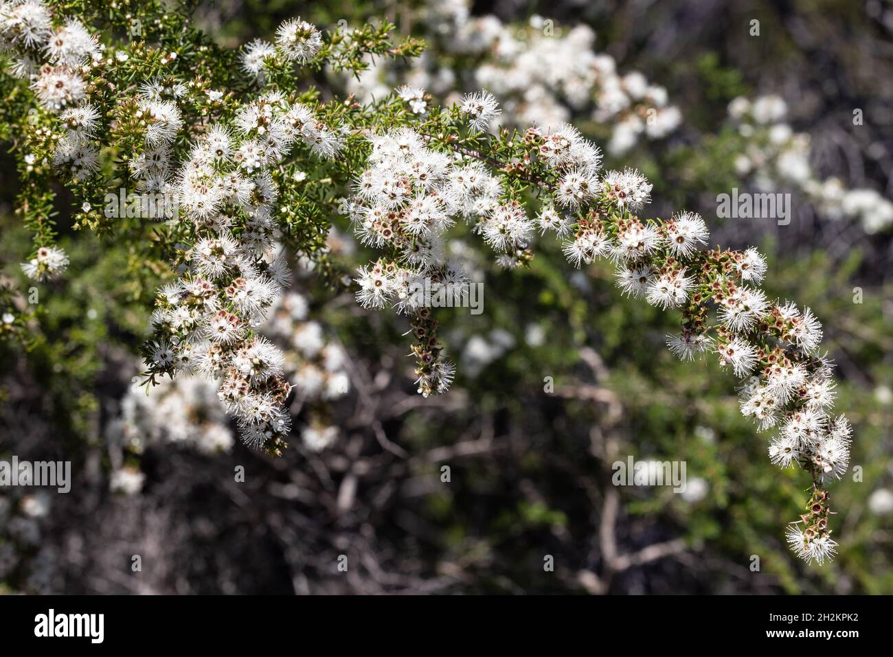 Australian Tick Bush in flower Stock Photo
