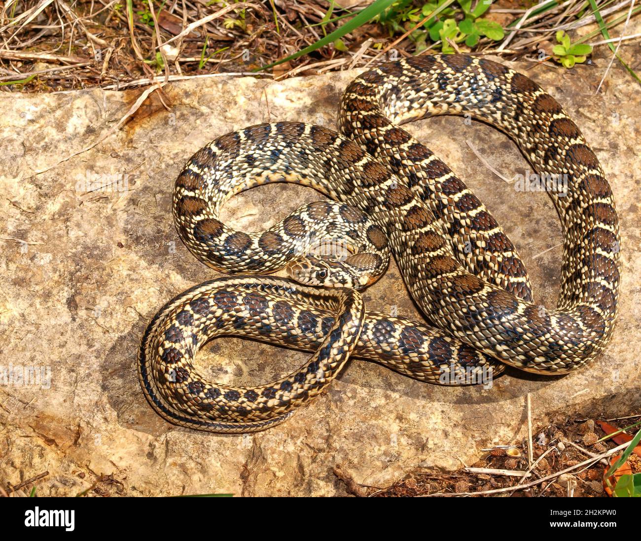 Closeup of a horseshoe whip snake Stock Photo Alamy