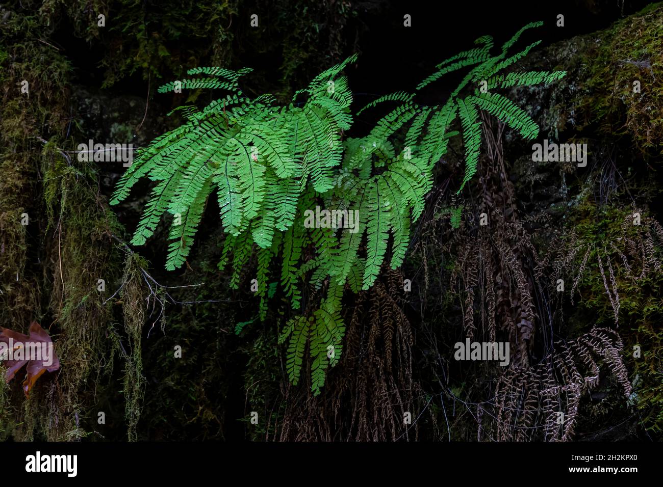 Northern Maidenhair Fern, Adiantum aleuticum, on a cliff face at Staircase, Olympic National Park, Washington State, USA Stock Photo