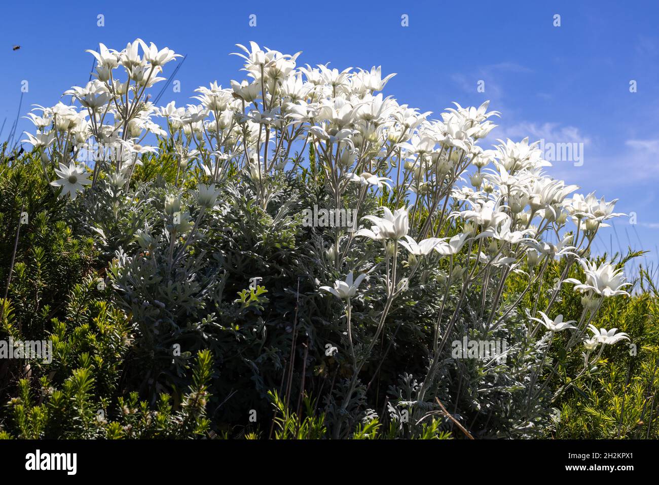 Flannel flower actinotus helianthi hires stock photography and images Alamy