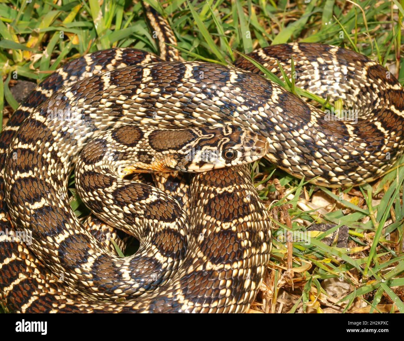 Horse whip snake hires stock photography and images Alamy