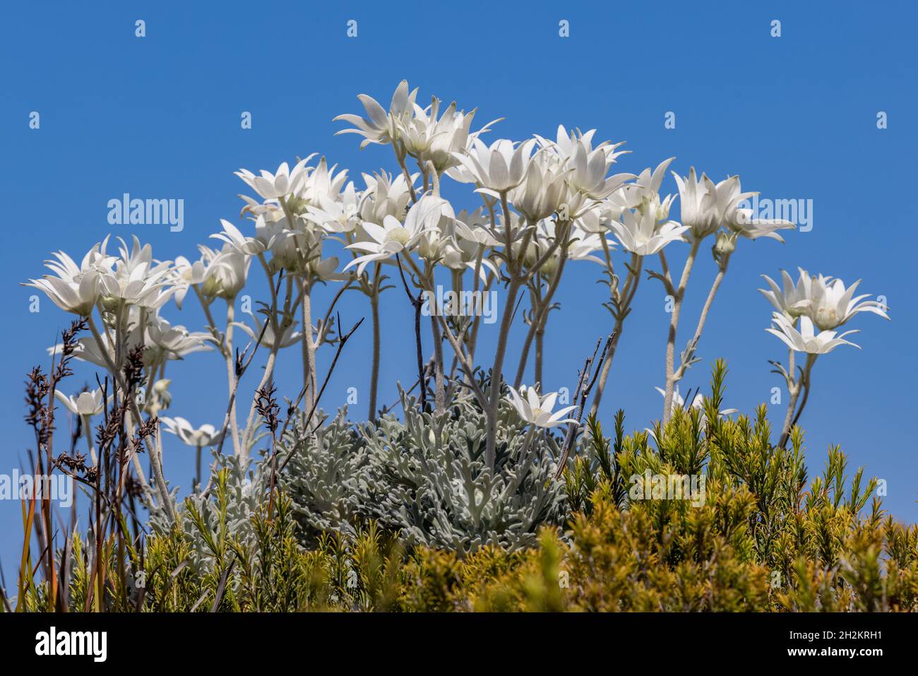 Australian Flannel Flower plants in flower Stock Photo Alamy
